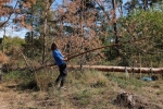 Arbeitseinsatz Bickenbacher Düne - Baum fällt 2 10x15s