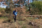 Arbeitseinsatz Bickenbacher Düne - Baum fällt 3 10x15s