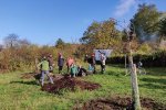 Aktionstag-Wühlmausgarten-Obstbaumscheiben-anlegen-16-10x13s