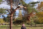 Steinkauzkasten-Bienenweide-16-10x14s