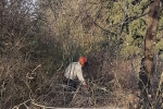Einsatz Weide an der Straba 15