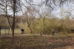 Einsatz Weide an der Straba 17