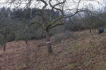 Streuobstwiese Nieder-Beerbach 20 10x29s