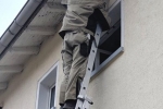 Schwalben Pfungstadt Hahn 4 Foto Stefan Leng