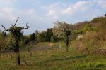 Steinkauzeinsatz-Im-Harkel-38-10x16s