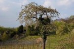 Steinkauzeinsatz-Im-Harkel-39-10x14s
