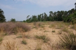Dünenlandschaft