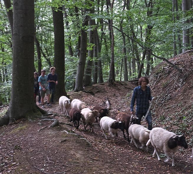 Schafwanderung in den Odenwald 8