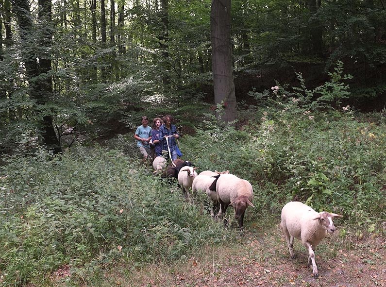 Schafwanderung in den Odenwald - Rast 1