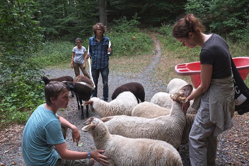 Schafwanderung in den Odenwald - Rast 5