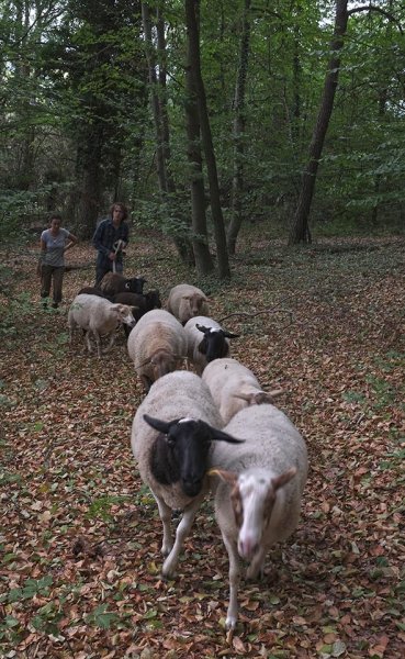 Schafwanderung in den Odenwald 2