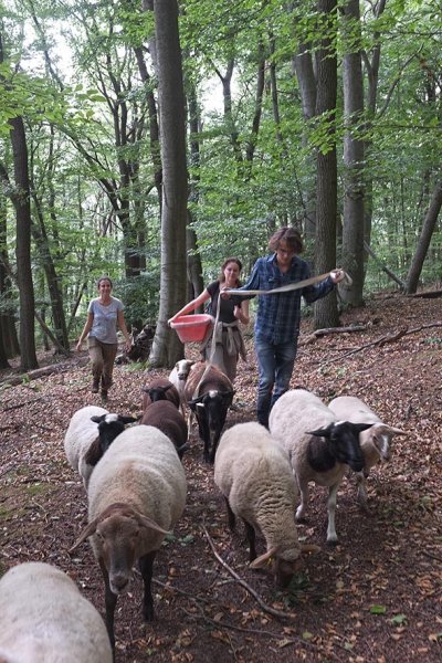 Schafwanderung in den Odenwald 4