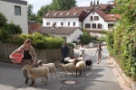 Schafwanderung Makchen 1