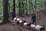 Schafwanderung in den Odenwald 8
