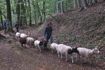 Schafwanderung in den Odenwald 9
