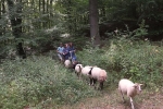 Schafwanderung in den Odenwald - Rast 1