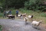 Schafwanderung in den Odenwald - Rast 2