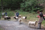 Schafwanderung in den Odenwald - Rast 3