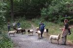 Schafwanderung in den Odenwald - Rast 4