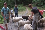 Schafwanderung in den Odenwald - Rast 6