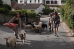 Schafwanderung Makchen 2