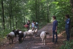 Schafwanderung in den Odenwald - Wühlmaushotel 2