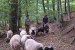 Schafwanderung in den Odenwald 3