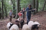 Schafwanderung in den Odenwald 4
