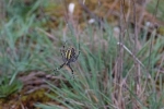 Zebraspinne 2