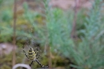 Zebraspinne 4