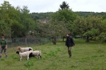 Schafgruppe 1