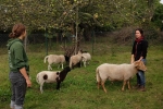 Schafgruppe 2