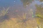 IMG-20200411-WA0000