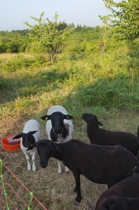 Fotos: NABU/Tino Westphall - Die NABU-Schafe fressen sich gerade durch das benachbarte Wiesenstück.