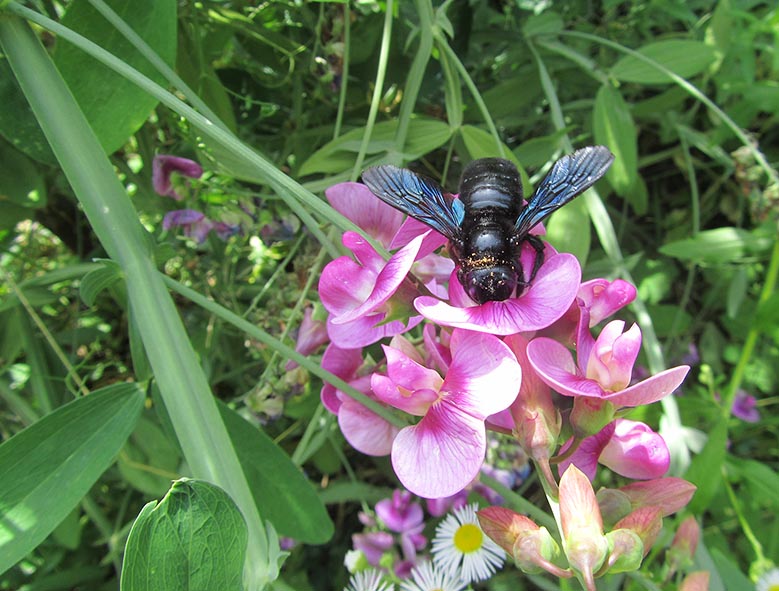 Foto: Christa Dreißig - Violettflügelige Holzbiene