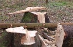 Bürgerinititative beklagt massiven Holzeinschlag bei Mühltal