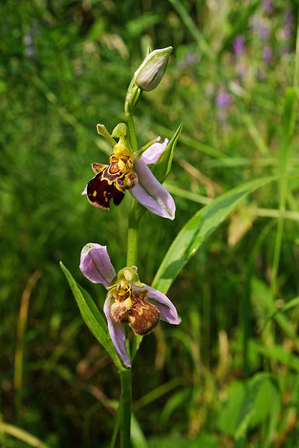Foto: NABU/Tino Westphal - Bienen-Ragwurz (Ophrys apifera) am Seeheimer Blütenhang