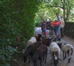 Schafgruppe unterwegs