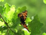 Schmetterlingszeit: von Großen und Kleinen Füchsen