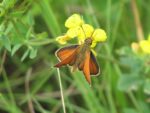 NABU-Schmetterlingsexkursion an der Bickenbacher Düne