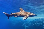 Bürgerbegehren zu Shark City: Übergabe-Termin steht fest – schon mindestens 2825 Unterschriften
