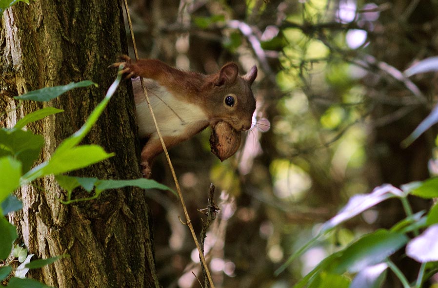 Eichhörnchen Foto Jan Zeissler
