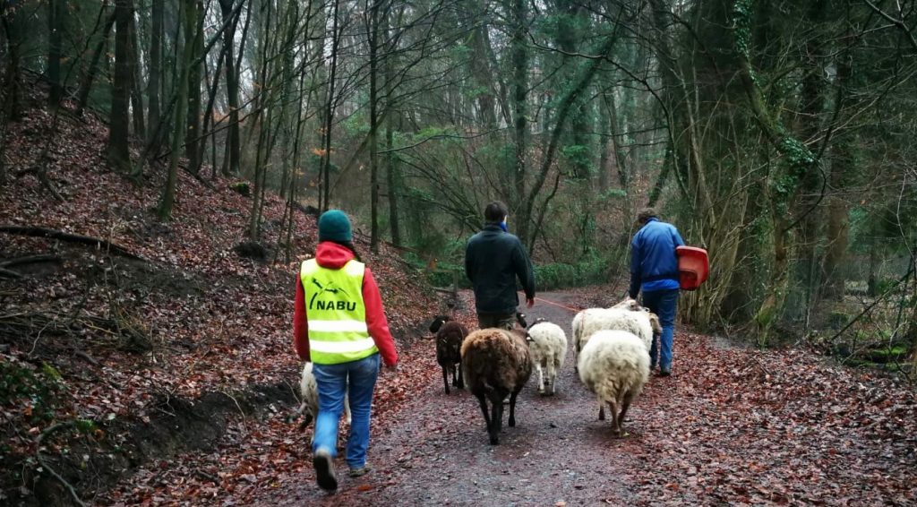 Die NABU-Schafe werden vom Winterquartier auf den Etzwiesen zurück an den Malchener Blütenhang geführt.