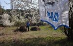 NABU übernimmt Pflege weiterer wertvoller Trockenrasenflächen am Blütenhang