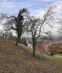 Baumpflege am Malchener Blütenhang