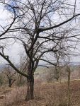 Alte Streuobstwiese am Malchener Blütenhang freigelegt