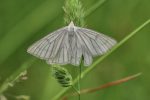 Erhaltung naturnaher Wiesenflächen