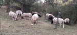 Schafe umtopfen