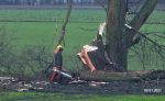 Zur Stellungnahme des Bürgermeisters von Bickenbach zu den nicht genehmigten Baumfällungen in der Landbachaue