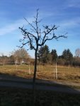 Obstbaumschnitt auf der Trollweide Seeheim und im Kirschgarten bei Malchen